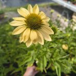Echinacea purpurová (Echinacea purpurea) ´CHEYENNE SPIRIT´® - kont. C2L